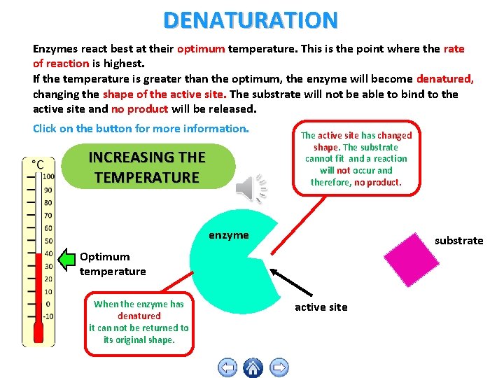 DENATURATION Enzymes react best at their optimum temperature. This is the point where the