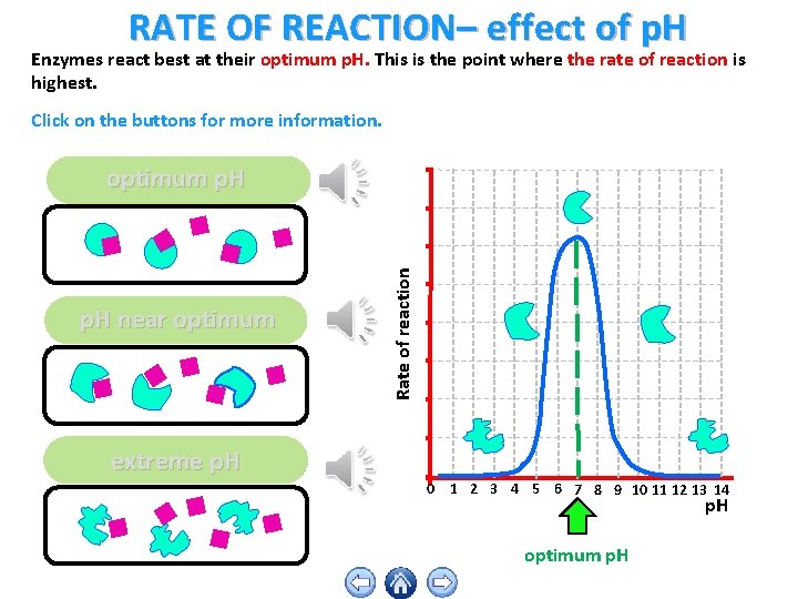 RATE OF REACTION– effect of p. H Enzymes react best at their optimum p.