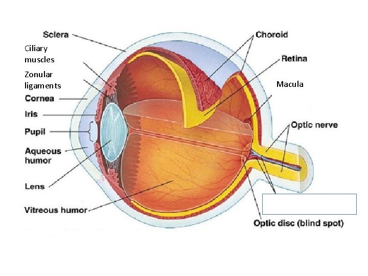 Ciliary muscles Zonular ligaments Macula 