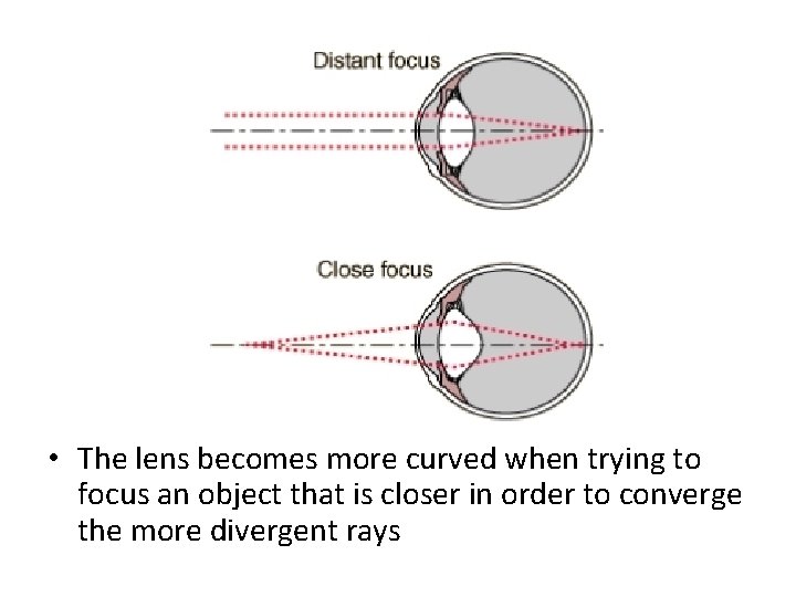  • The lens becomes more curved when trying to focus an object that