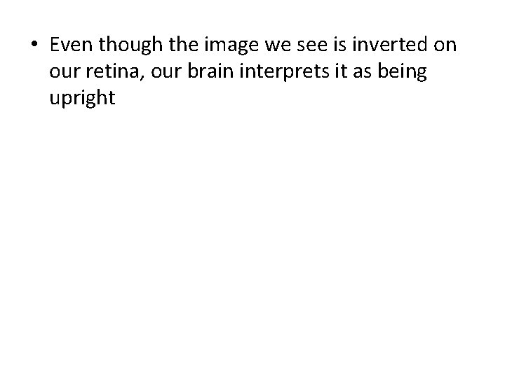  • Even though the image we see is inverted on our retina, our