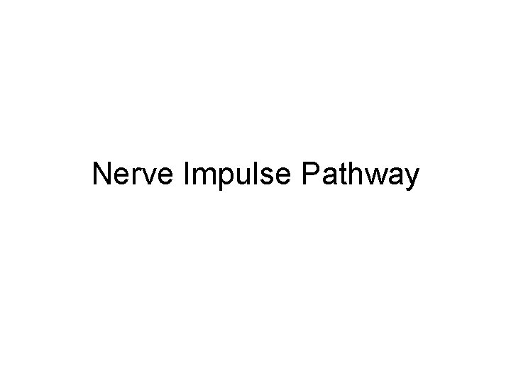 Nerve Impulse Pathway 