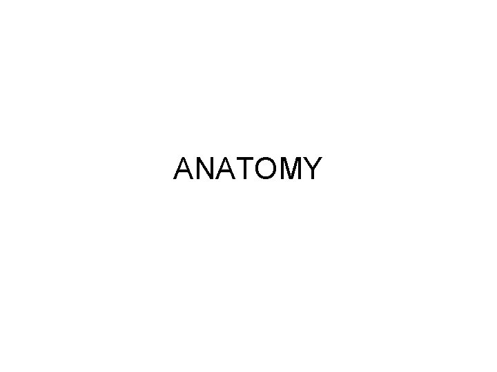 ANATOMY 