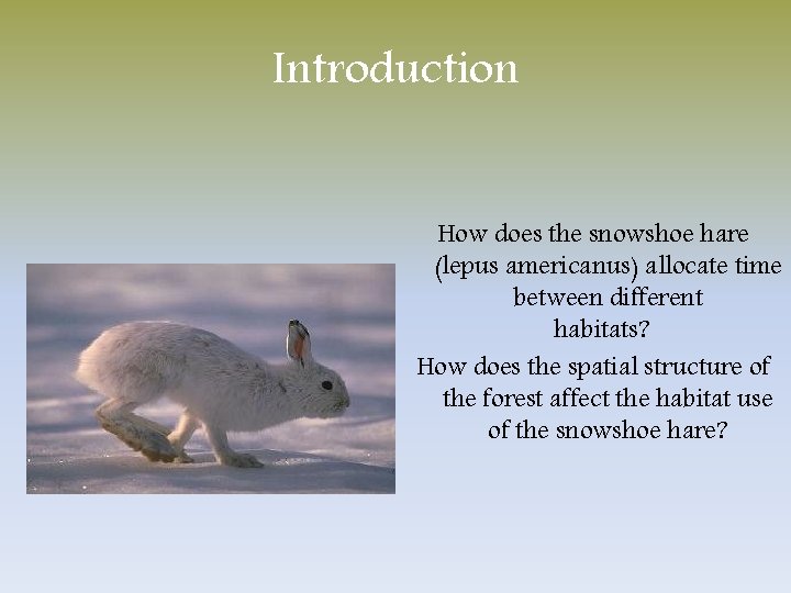 Introduction How does the snowshoe hare (lepus americanus) allocate time between different habitats? How