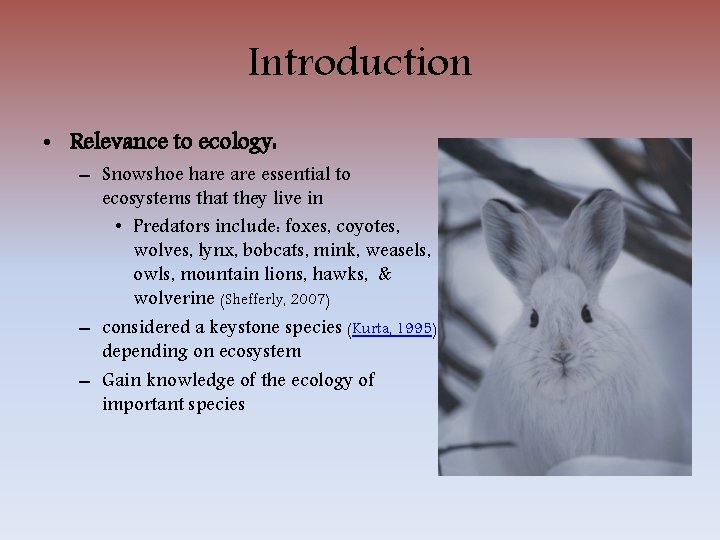 Introduction • Relevance to ecology: – Snowshoe hare essential to ecosystems that they live