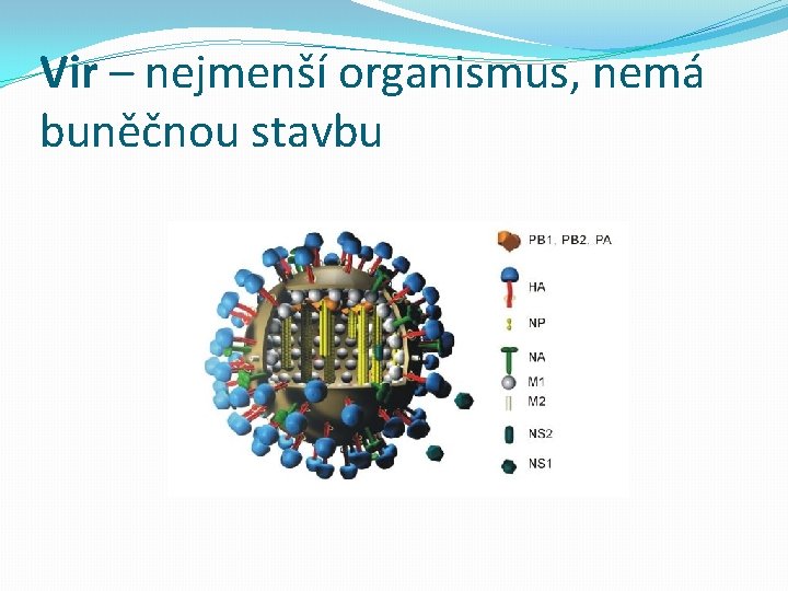 Vir – nejmenší organismus, nemá buněčnou stavbu 