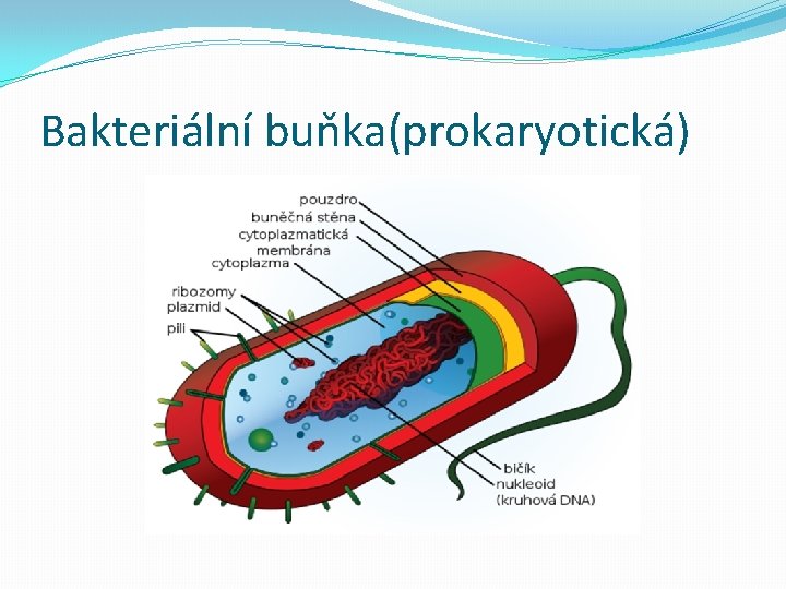 Bakteriální buňka(prokaryotická) 