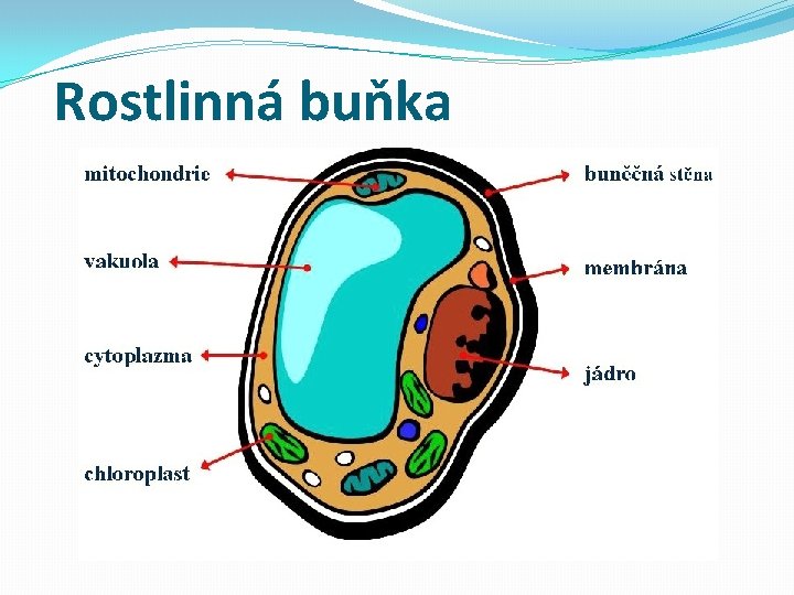 Rostlinná buňka 