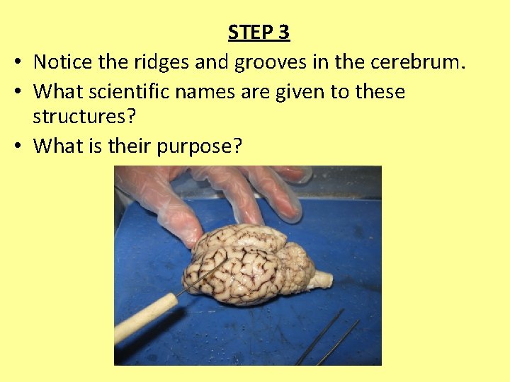 STEP 3 • Notice the ridges and grooves in the cerebrum. • What scientific