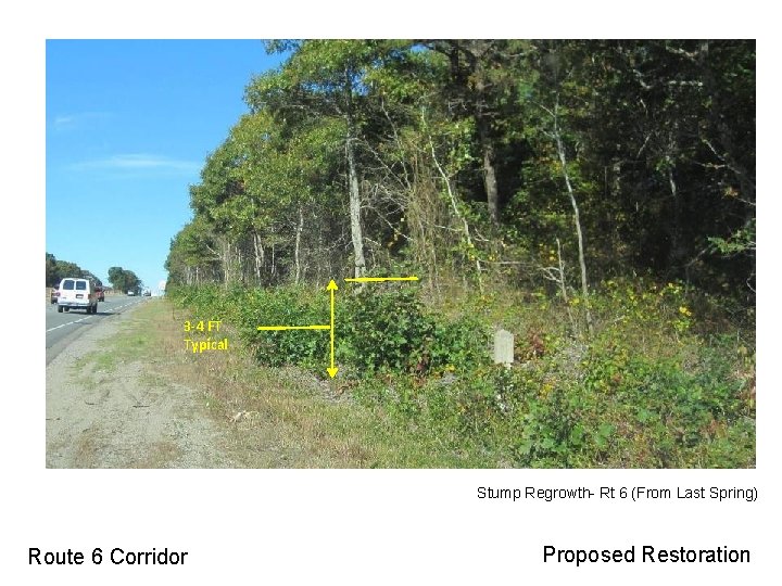 3 -4 FT Typical Stump Regrowth- Rt 6 (From Last Spring) Route 6 Corridor 3 -4 FT Typical Stump Regrowth- Rt 6 (From Last Spring) Route 6 Corridor
