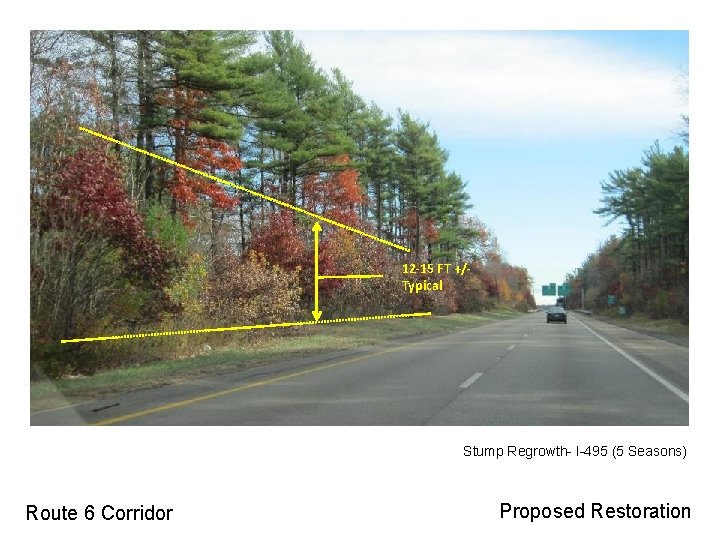 12 -15 FT +/Typical Stump Regrowth- I-495 (5 Seasons) Route 6 Corridor Proposed Restoration