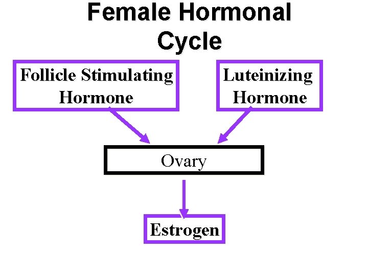 Female Hormonal Cycle Follicle Stimulating Hormone Ovary Estrogen Luteinizing Hormone 