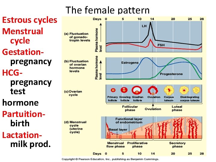 Estrous cycles Menstrual cycle Gestationpregnancy HCGpregnancy test hormone Partuitionbirth Lactationmilk prod. The female pattern