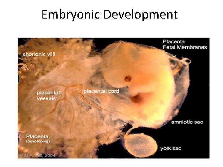 Embryonic Development 