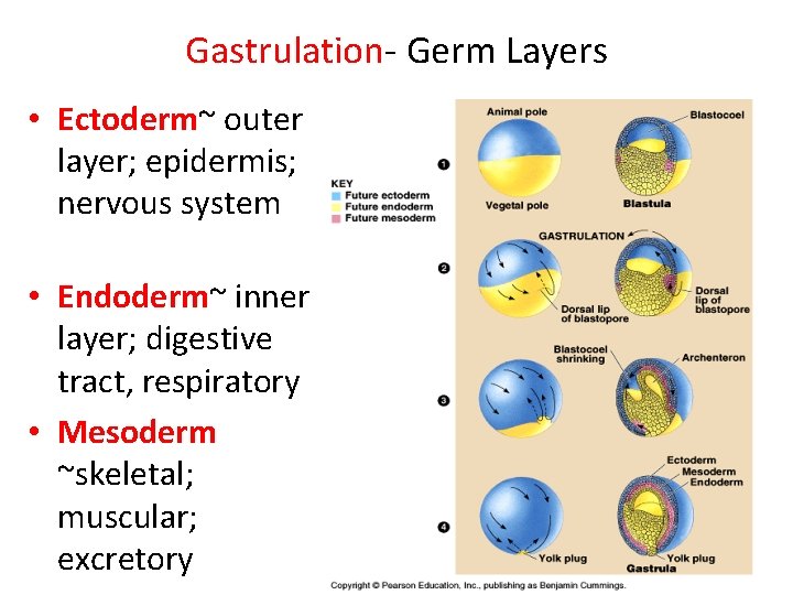 Gastrulation- Germ Layers • Ectoderm~ outer layer; epidermis; nervous system • Endoderm~ inner layer;