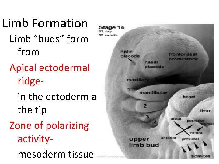 Limb Formation Limb “buds” form from Apical ectodermal ridgein the ectoderm at the tip