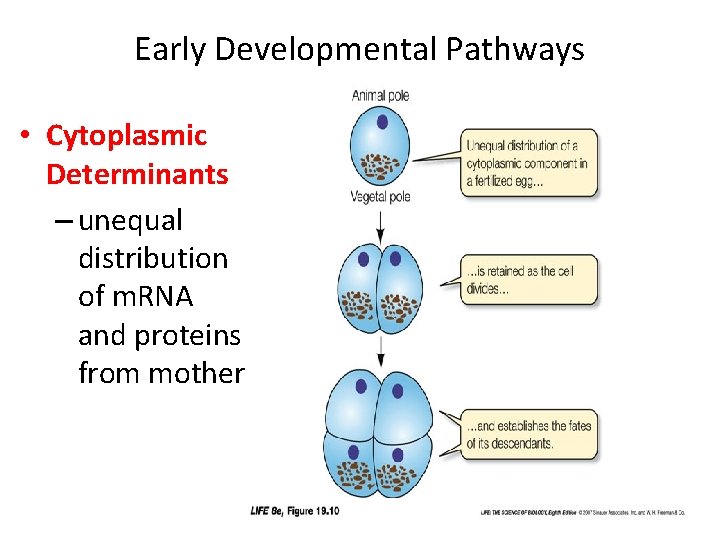 Early Developmental Pathways • Cytoplasmic Determinants – unequal distribution of m. RNA and proteins