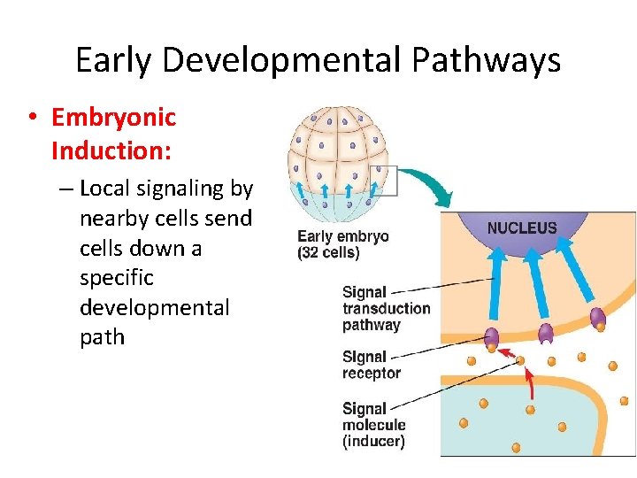 Early Developmental Pathways • Embryonic Induction: – Local signaling by nearby cells send cells