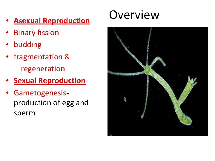  Overview Asexual Reproduction • • Binary fission • budding • fragmentation & regeneration