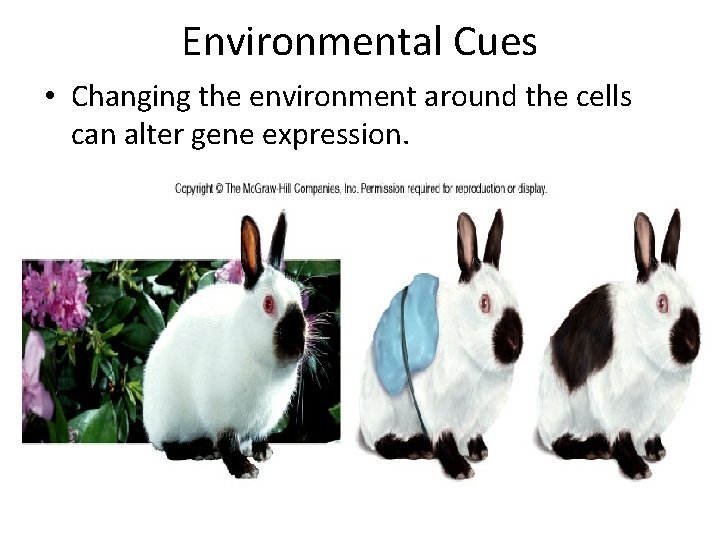 Environmental Cues • Changing the environment around the cells can alter gene expression. 