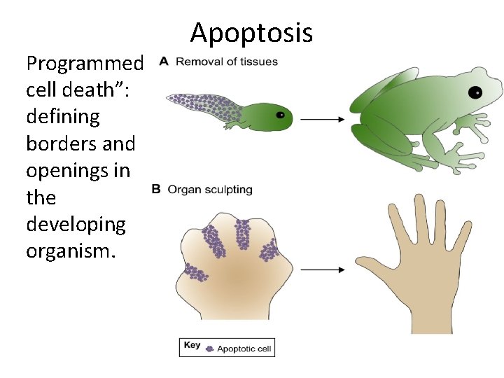 Programmed cell death”: defining borders and openings in the developing organism. Apoptosis 