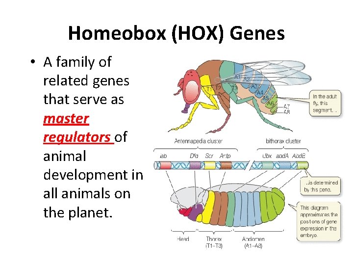 Homeobox (HOX) Genes • A family of related genes that serve as master regulators