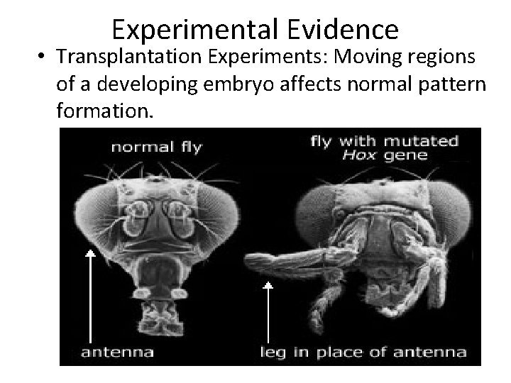 Experimental Evidence • Transplantation Experiments: Moving regions of a developing embryo affects normal pattern