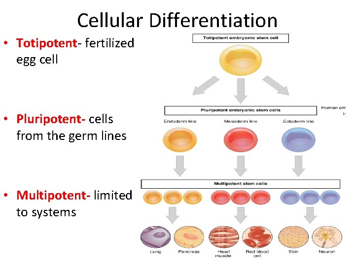 Cellular Differentiation • Totipotent- fertilized egg cell • Pluripotent- cells from the germ lines
