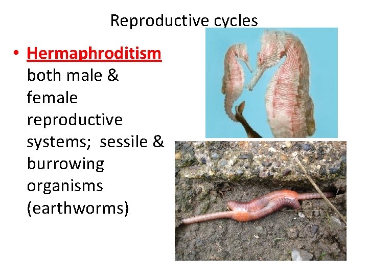 Reproductive cycles • Hermaphroditism both male & female reproductive systems; sessile & burrowing organisms