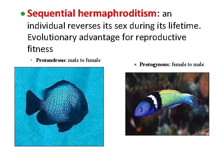 · Sequential hermaphroditism: an individual reverses its sex during its lifetime. Evolutionary advantage for
