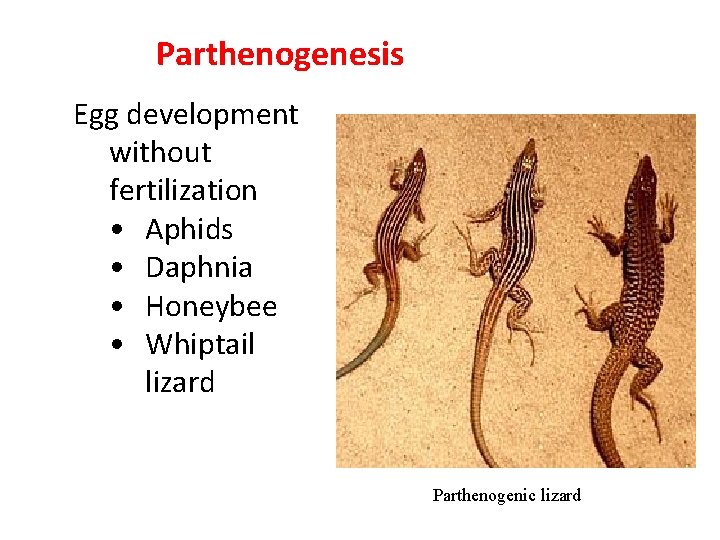 Parthenogenesis Egg development without fertilization • Aphids • Daphnia • Honeybee • Whiptail lizard