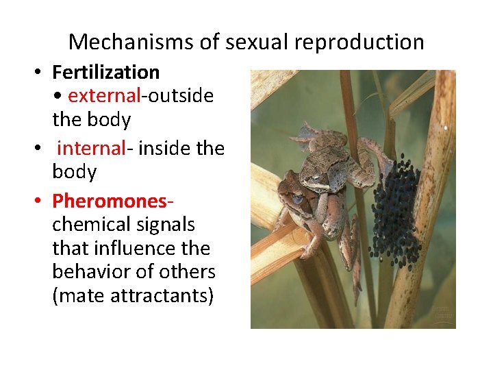 Mechanisms of sexual reproduction • Fertilization • external-outside the body • internal- inside the