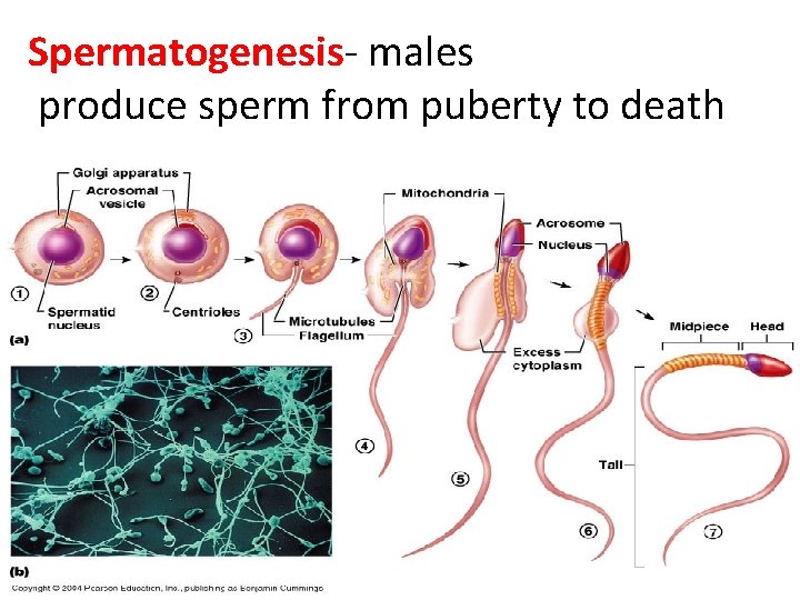 Spermatogenesis- males produce sperm from puberty to death 
