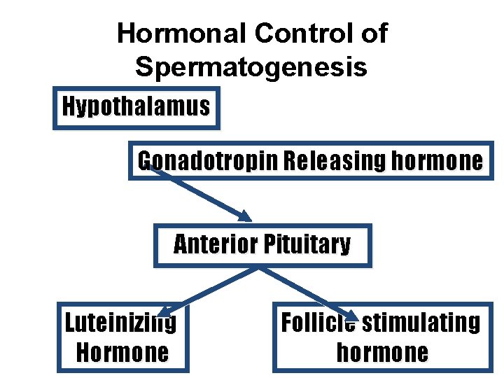 Hormonal Control of Spermatogenesis Hypothalamus Gonadotropin Releasing hormone Anterior Pituitary Luteinizing Hormone Follicle stimulating