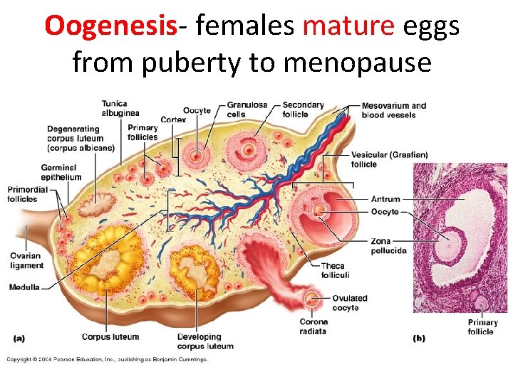 Oogenesis- females mature eggs from puberty to menopause 