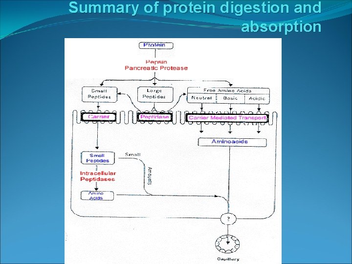 Summary of protein digestion and absorption 