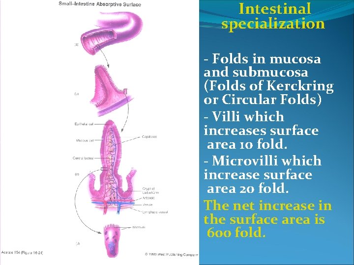 Intestinal specialization - Folds in mucosa and submucosa (Folds of Kerckring or Circular Folds)