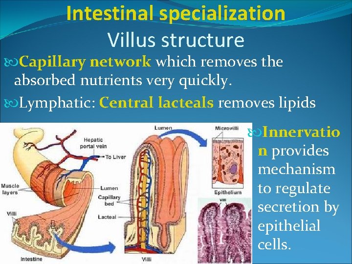 Intestinal specialization Villus structure Capillary network which removes the absorbed nutrients very quickly. Lymphatic: