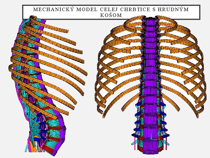 MECHANICKÝ MODEL CELEJ CHRBTICE S HRUDNÝM KOŠOM 