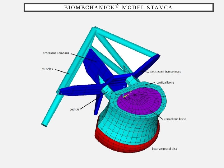 BIOMECHANICKÝ MODEL STAVCA 