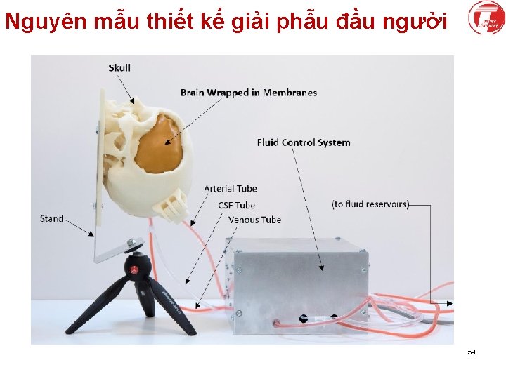 Nguyên mẫu thiết kế giải phẫu đầu người 59 