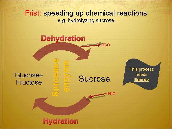 Enzymes An introduction to metabolism The purpose of
