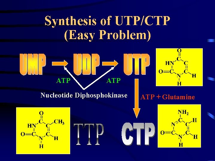Synthesis of UTP/CTP (Easy Problem) ATP Nucleotide Diphosphokinase ATP + Glutamine 