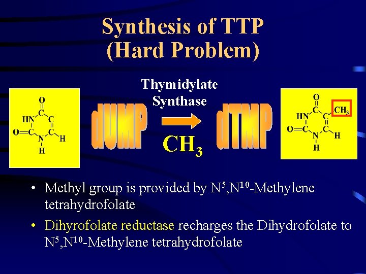 Synthesis of TTP (Hard Problem) Thymidylate Synthase CH 3 • Methyl group is provided