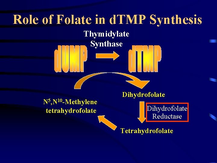 Role of Folate in d. TMP Synthesis Thymidylate Synthase N 5, N 10 -Methylene