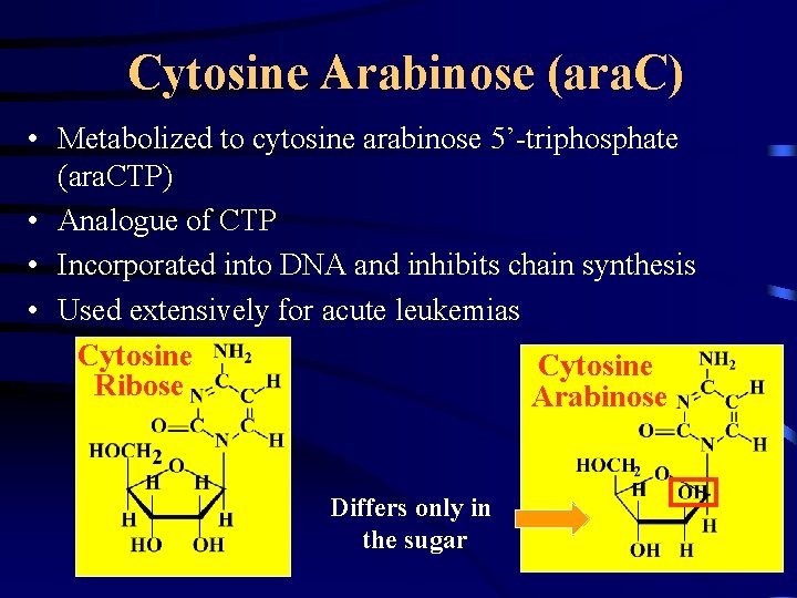 Cytosine Arabinose (ara. C) • Metabolized to cytosine arabinose 5’-triphosphate (ara. CTP) • Analogue