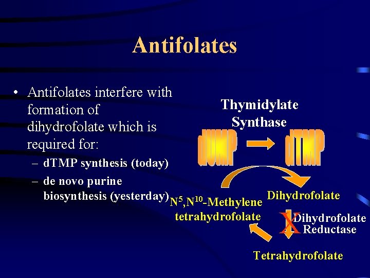 Antifolates • Antifolates interfere with formation of dihydrofolate which is required for: Thymidylate Synthase