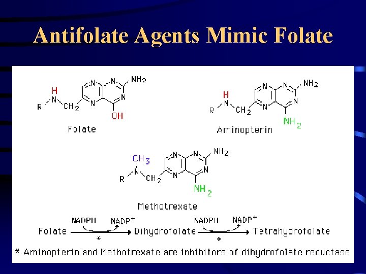 Antifolate Agents Mimic Folate 