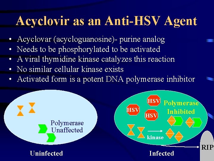 Acyclovir as an Anti-HSV Agent • • • Acyclovar (acycloguanosine)- purine analog Needs to