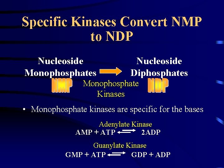 Specific Kinases Convert NMP to NDP Nucleoside Monophosphates Nucleoside Diphosphates Monophosphate Kinases • Monophosphate